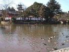 genji pond